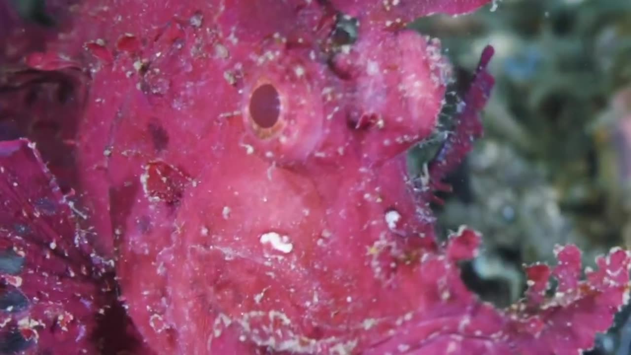 RED SCORPIONFISH LIVES NEAR THE SEA FLOOR WHERE IT BLENDS IN & CATCHES ITS PREY