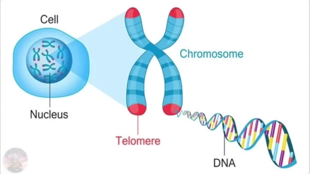 The Quest For Immortality And The Secrets 'Elites' Use To Extend Their Life