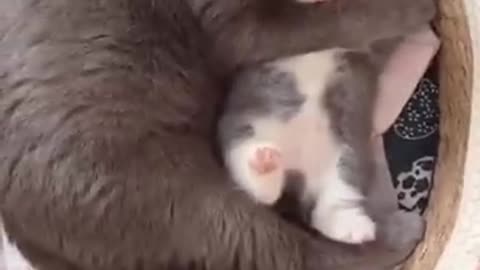 Funny cat