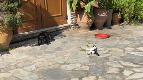 Play Fight or Real Fight? You Decide! 🐱🐱@Nomore9to5-yal/4K