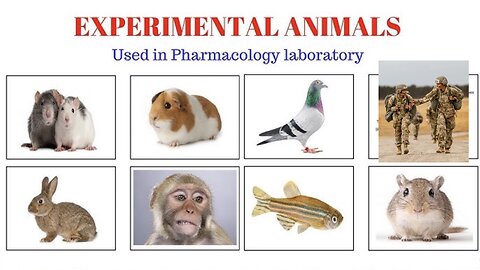 MOTIVE (Oct 26 2025) - Dr Robert Malone tells us what 9/11 was about (Ep 1387 v2)
