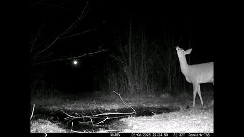 Deer Cam 03-06-2025