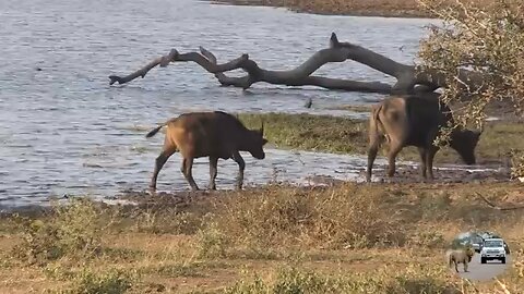 six male lions attack buffalo