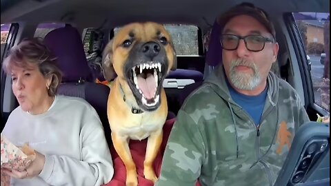 Dogs Can't Stop Being Dramatic With Their Owners 😂 Funny Dog and Human Videos