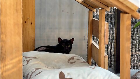 Luna Takes The collar off by herself and licks her wounds - I change her collar for a new one