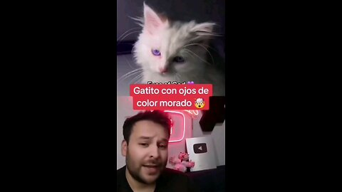 Gatito con ojos de color morado 😱😍