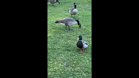 Canada Goose 🪿 & Mallard Duck 🦆 & Squirrel 🐿️ #mallardduck #squirrel #canadagoose #Duck