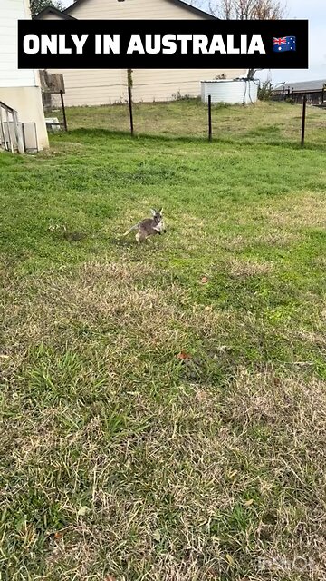 Kangaroo jumping around