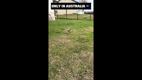 Kangaroo jumping around