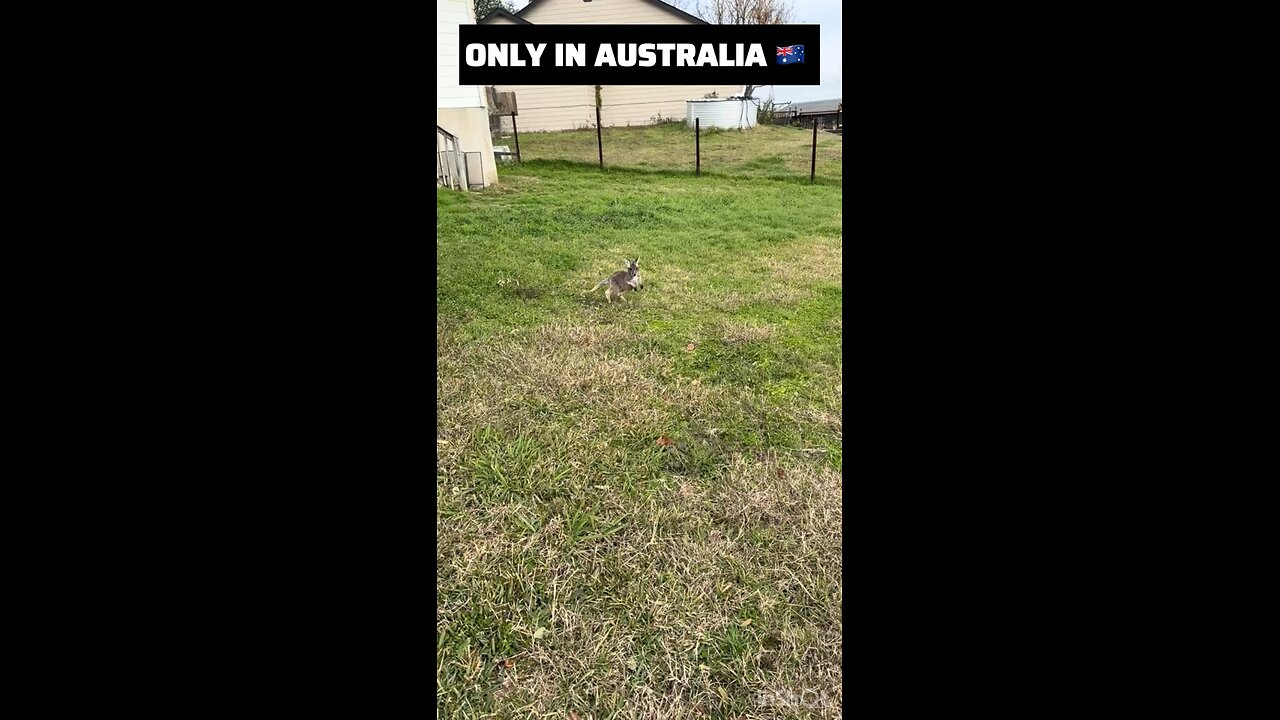 Kangaroo jumping around