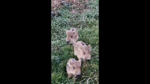Why did the wild boars cross the road?