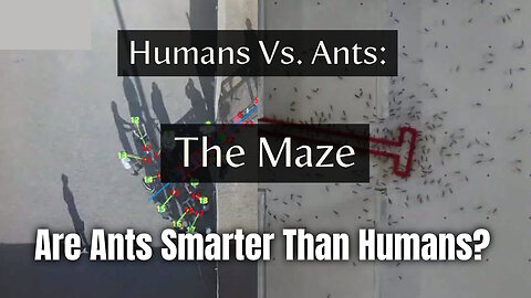 Humans Vs. Ants: The Maze (Are Ants Smarter Than Humans?)