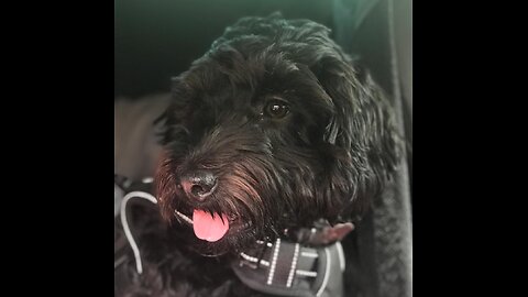 Veterinary Secrets & Corporate Takeover...