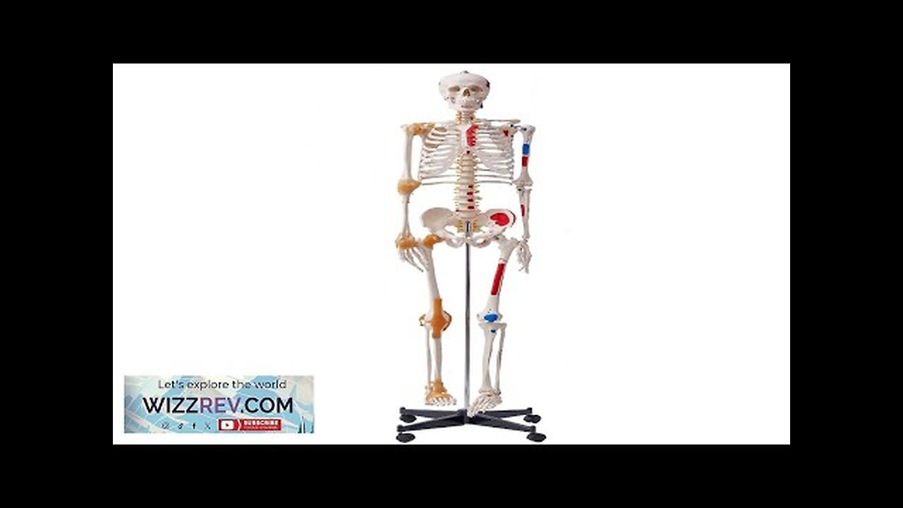 VEVOR Human Skeleton Model for Anatomy 71.65" Life Size Accurate PVC Anatomy Review