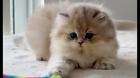 Cute baby kitten ♥️ 🥰