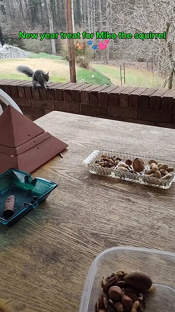 When Mika the squirrel has plenty of nuts to choose,she chose her favorite nut walnut in the shell.