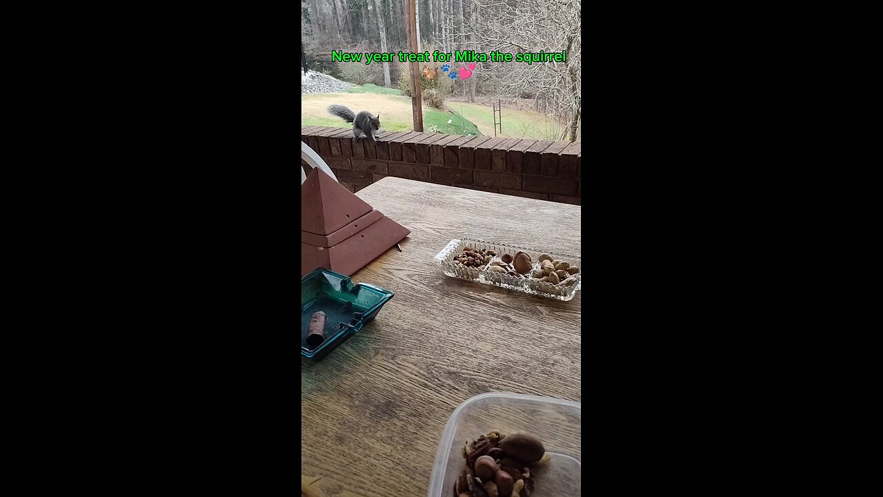 When Mika the squirrel has plenty of nuts to choose,she chose her favorite nut walnut in the shell.