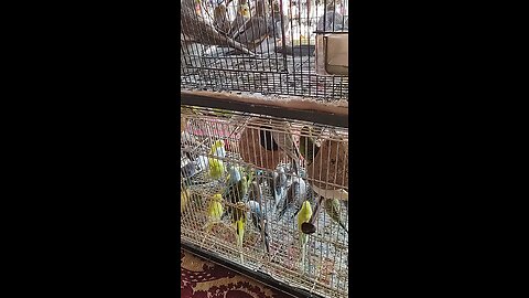 Birds at Whitehorse flea market on Greenville South Carolina