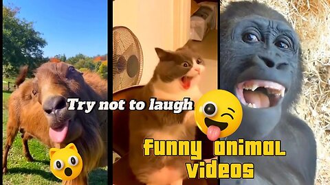Try not to laugh with these funny animal videos 🤣|