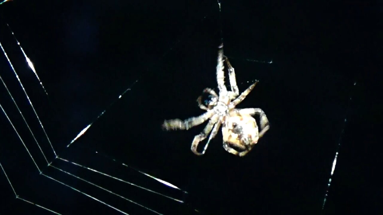Bolas Spider