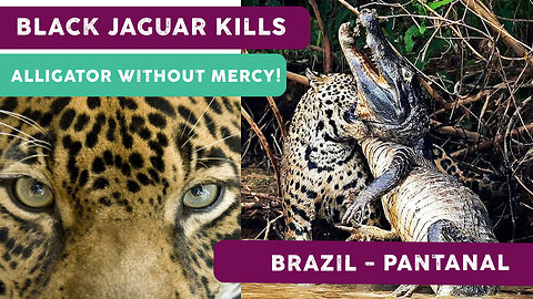 BLACK JAGUAR KILLS ALLIGATOR WITHOUT MERCY! | ONÇA PINTADA PRETA MATA JACARÉ SEM DÓ!