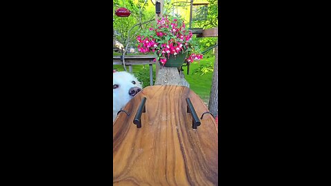 CHILL NATION ~ TIME TO FLOAT WITH THE GREYBEARD!!