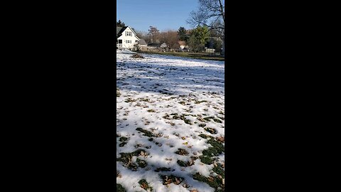 🐝Bees r out after a foot of snow melts away🐝👍