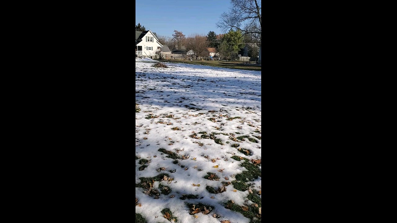 🐝Bees r out after a foot of snow melts away🐝👍