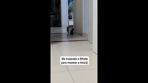 Mother cat so sweet and cute 🥰