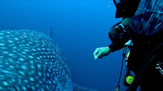 Whale Shark Almost Runs Over Incredulous Scuba Diver