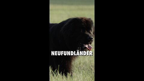 🐶 Dieser Neufundländer ist ein sanfter Riese!