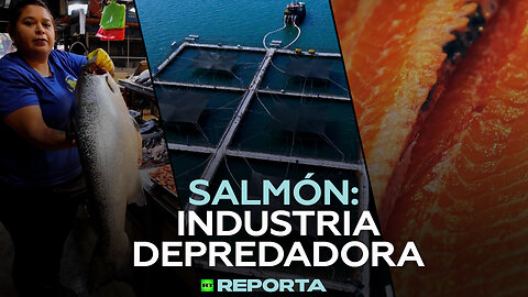 Salmón: industria depredadora