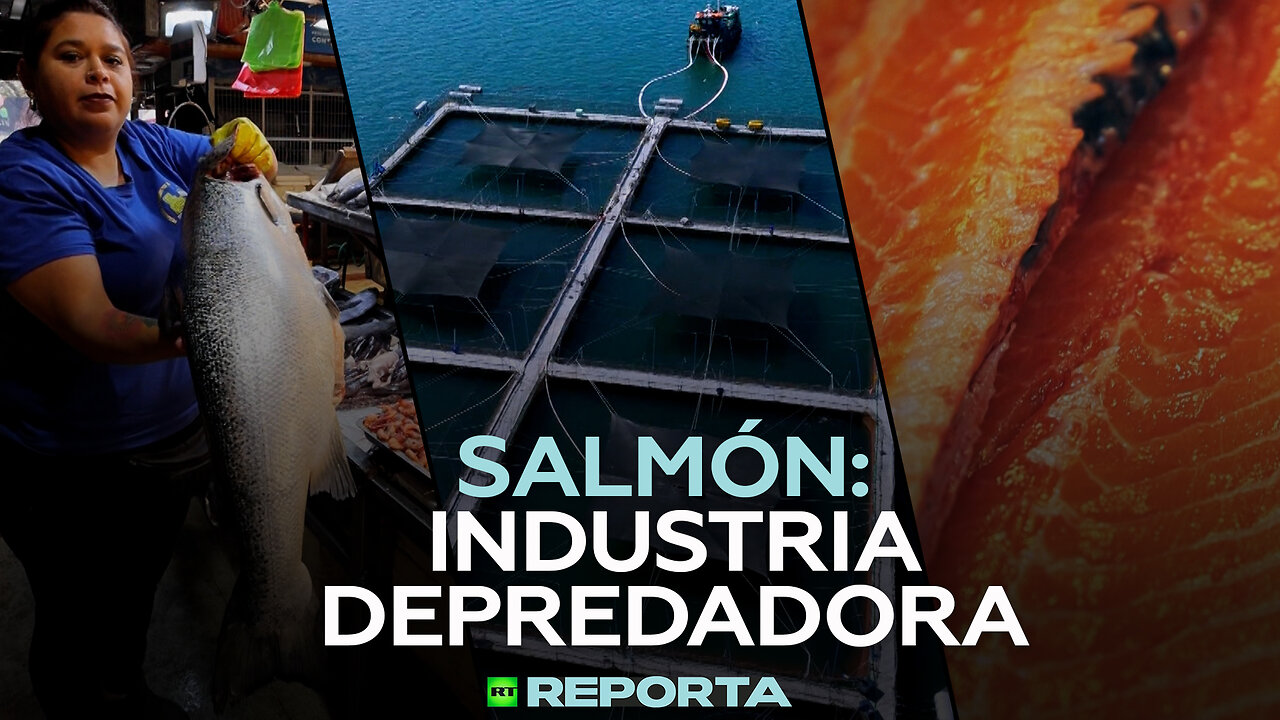 Salmón: industria depredadora