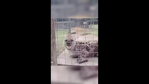 Wonder ful animal