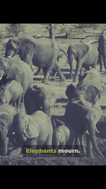 Wildlife species we need to understand