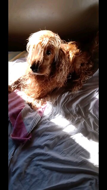 Dog Animals pet cute