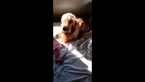 Dog Animals pet cute