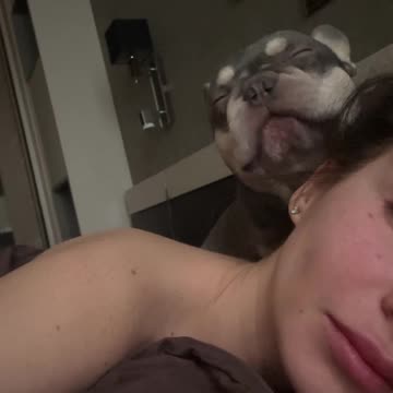 Dog Licks His Chops At Start Of Day