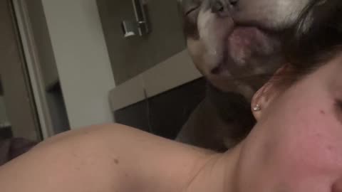 Dog Licks His Chops At Start Of Day