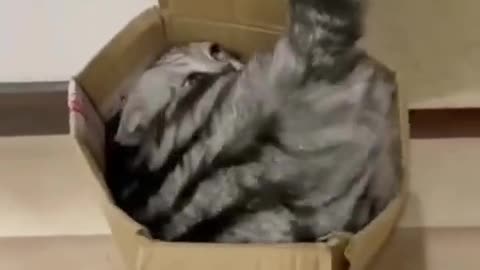 Cats and their attachment to boxes 😊