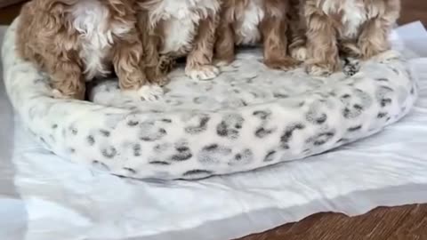 Four adorable Teacup Maltipoo puppies