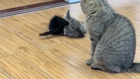 mama cat watching her kittens play