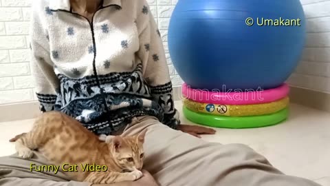 Funny Cats 139 Bhua Playing On Lap