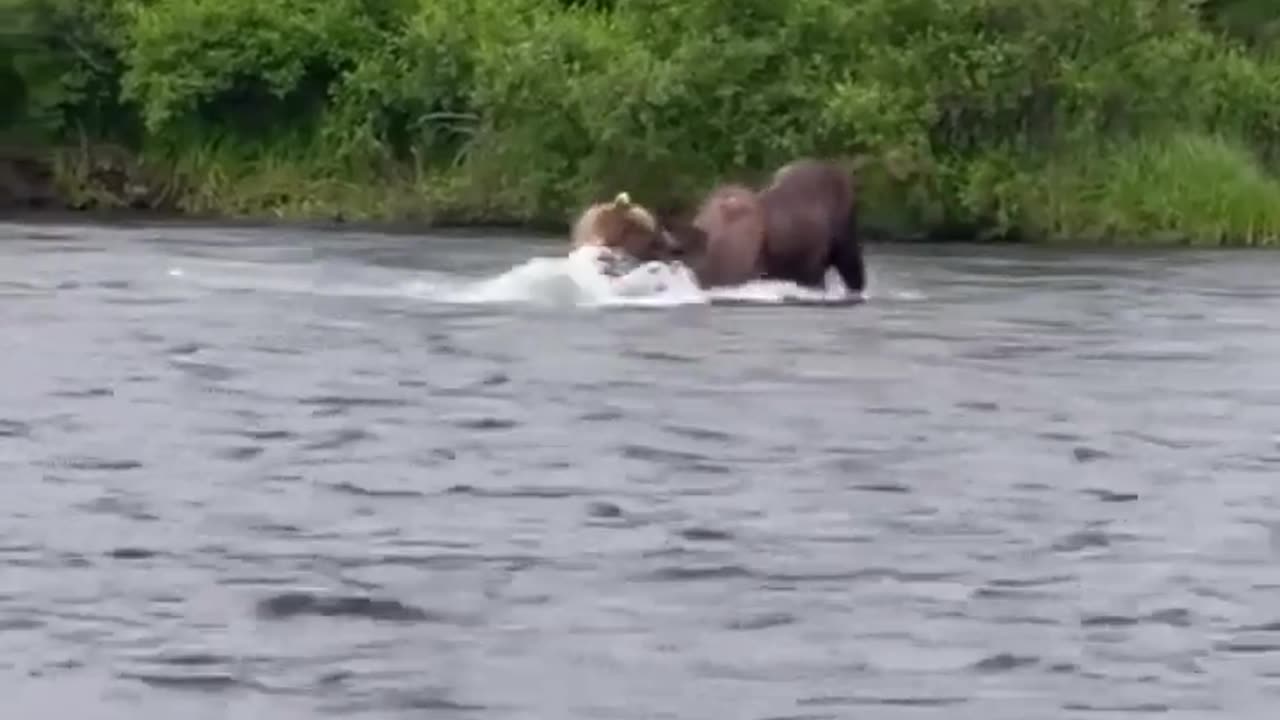 🧊🤯 Epic Battle: Bear vs Moose in a River! | FeedMyCuriosity