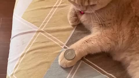 Must Watch: Amazing Cat Performs Magic Trick! #Cats #Tricks