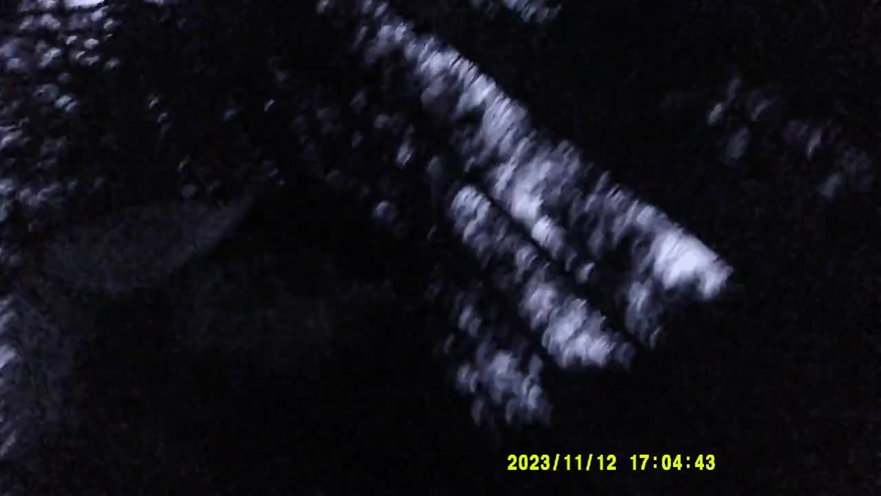 ULTIMA DOSE DI FUNGHI (12 11 2023) [II° PARTE]