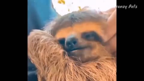 The FUNNIEST Pet Videos of the year! 🤣 BEST Compilation Ep.7