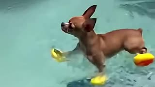 😂🦆 Poolside Drama: Chihuahua At 20% Size But 200% Attitude🤣🤣