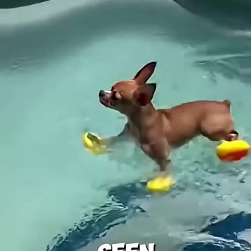 😂🦆 Poolside Drama: Chihuahua At 20% Size But 200% Attitude🤣🤣
