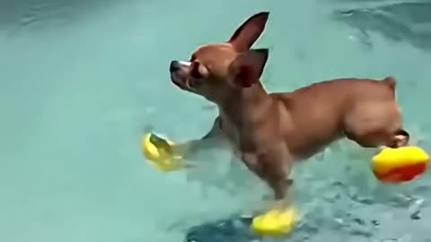 😂🦆 Poolside Drama: Chihuahua At 20% Size But 200% Attitude🤣🤣